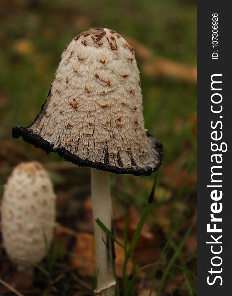 Mushroom, Fungus, Edible Mushroom, Agaricaceae