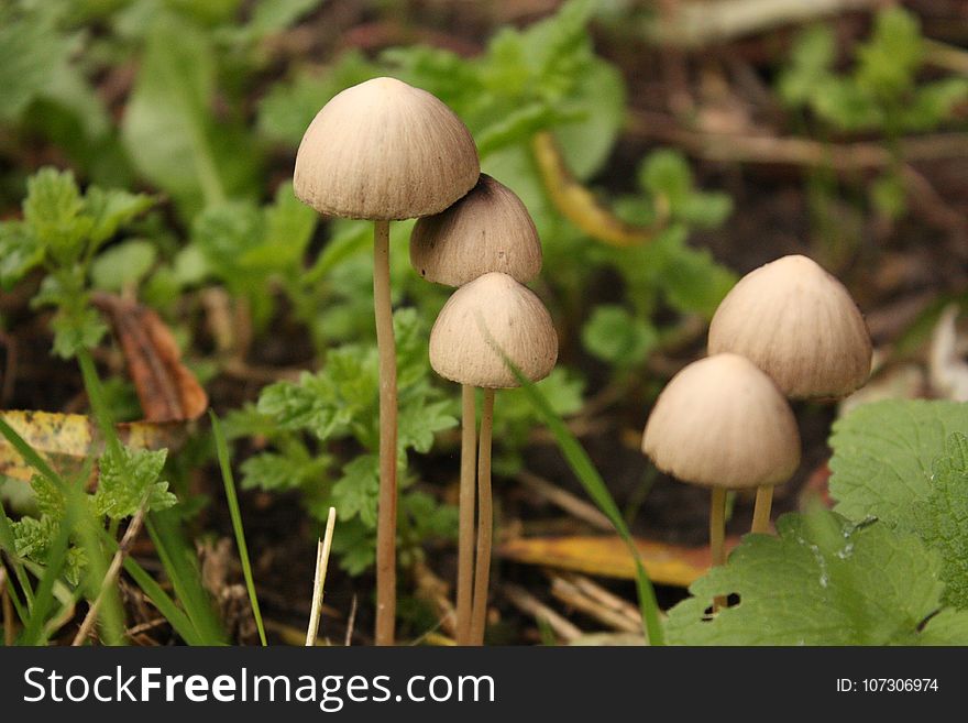 Mushroom, Fungus, Grass, Agaricaceae