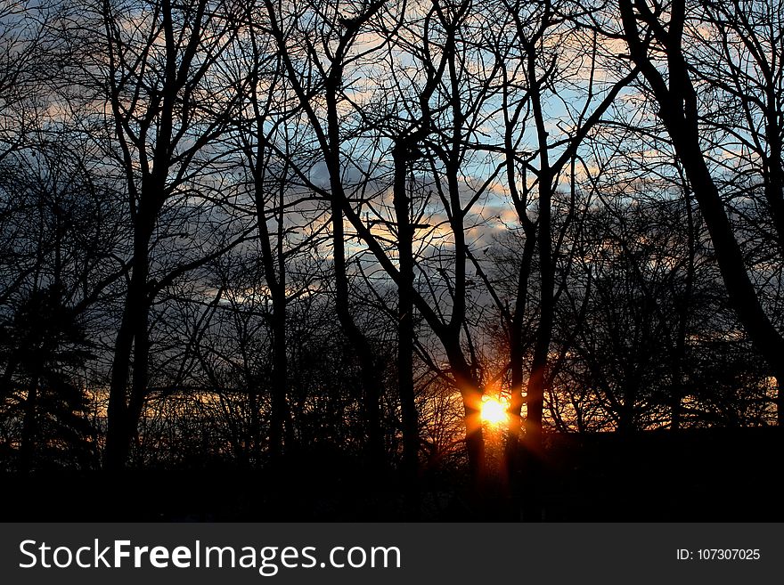 Sky, Nature, Tree, Branch