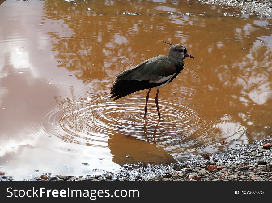 Bird, Water, Fauna, Reflection