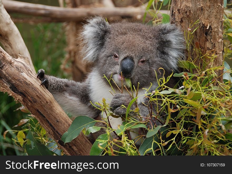 Koala, Mammal, Fauna, Terrestrial Animal