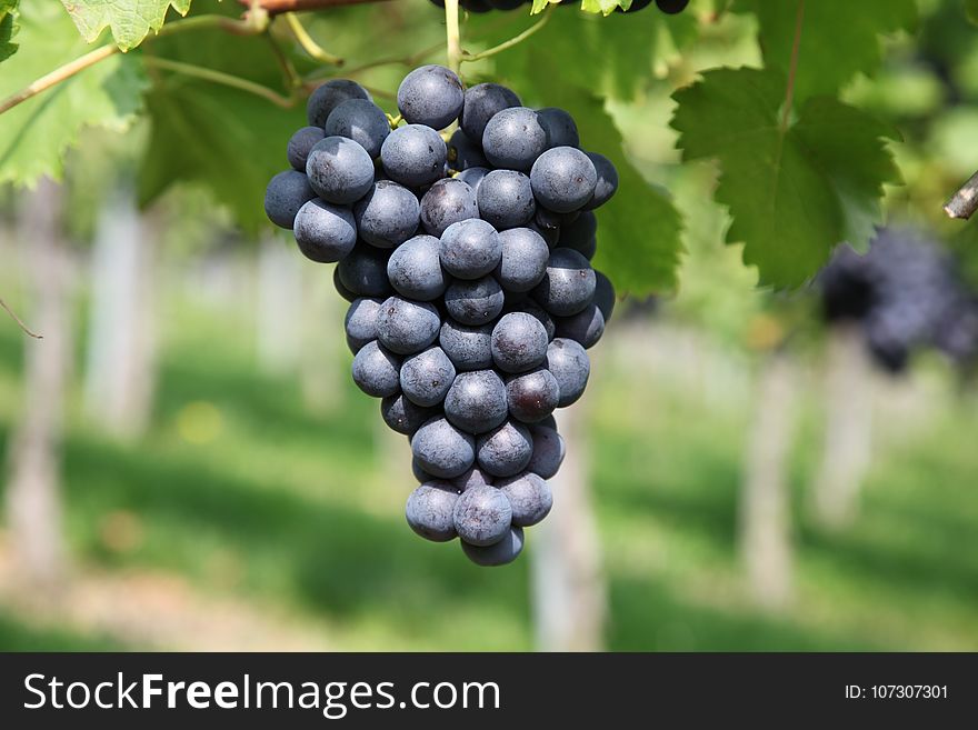 Grape, Grapevine Family, Fruit, Vitis