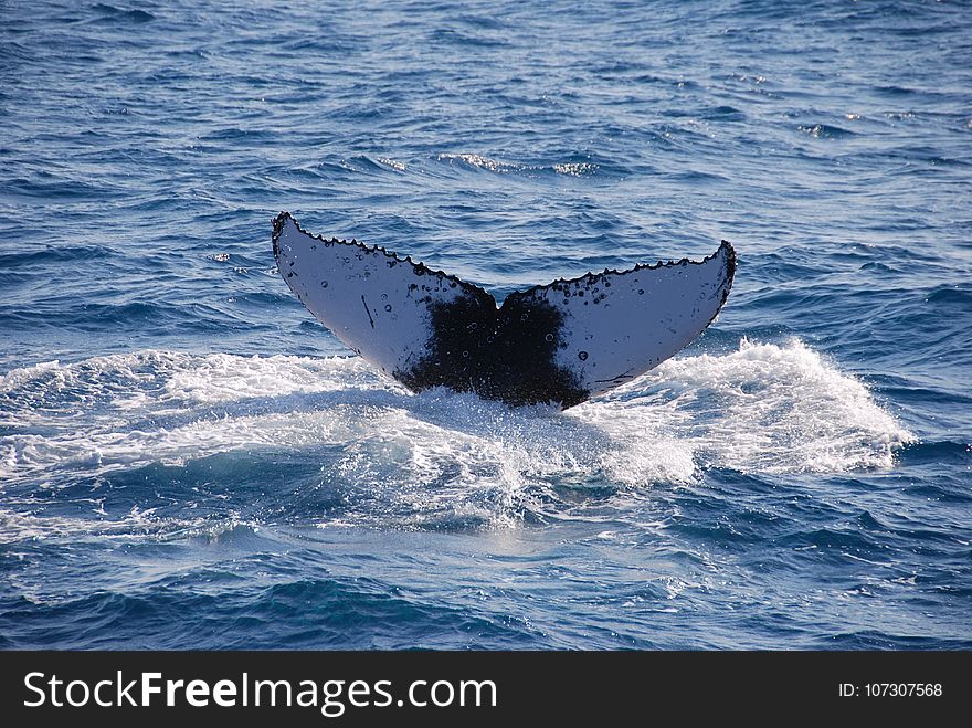 Mammal, Marine Mammal, Whales Dolphins And Porpoises, Wind Wave