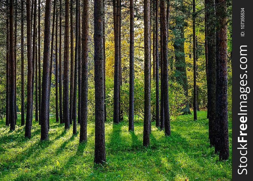 Pine tree forest at Pushkin Village in Saint Petersburg, Russia. Pine tree forest at Pushkin Village in Saint Petersburg, Russia.