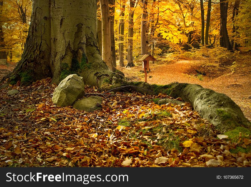 Nature, Woodland, Forest, Deciduous