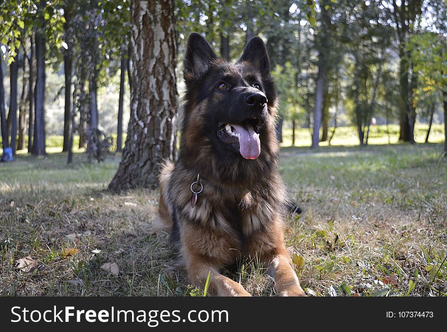 Dog, Old German Shepherd Dog, Dog Like Mammal, Dog Breed