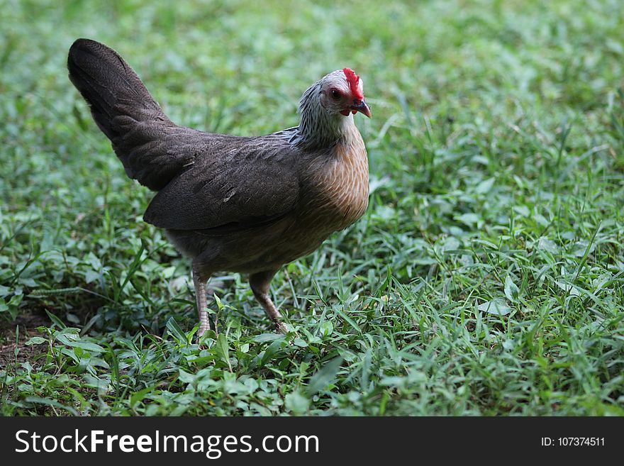 Chicken, Galliformes, Bird, Beak