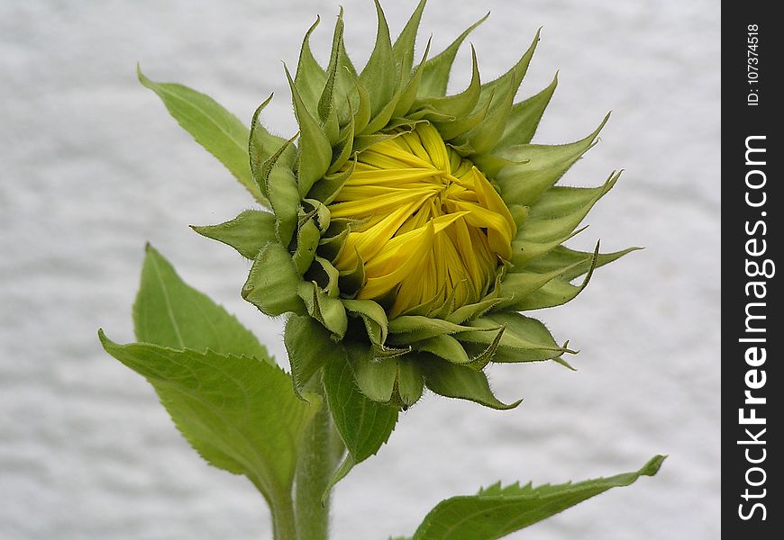 Flower, Plant, Yellow, Sunflower