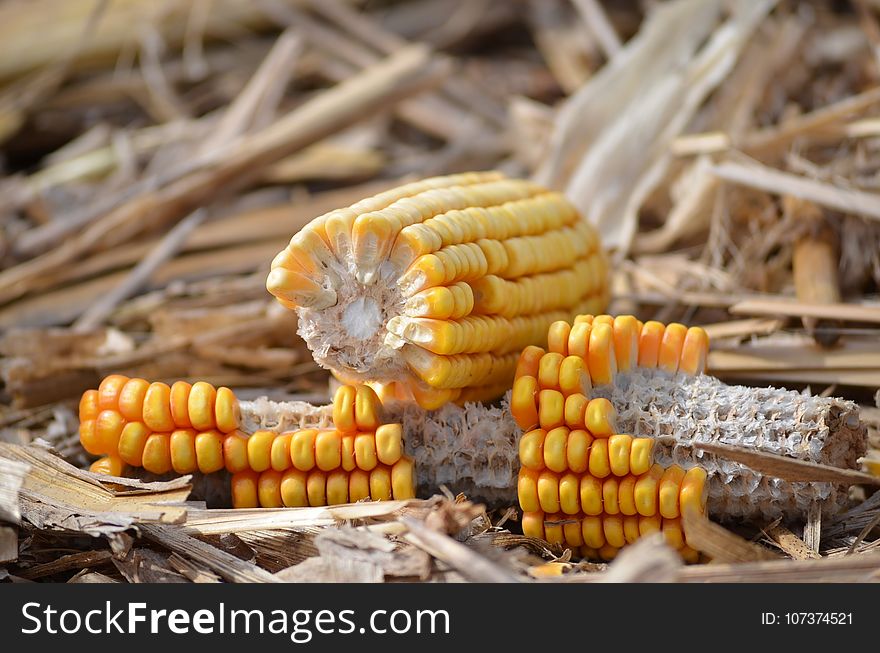 Maize, Corn On The Cob, Sweet Corn, Commodity
