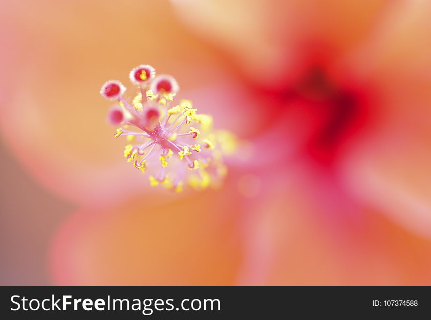 Flower, Pink, Close Up, Macro Photography
