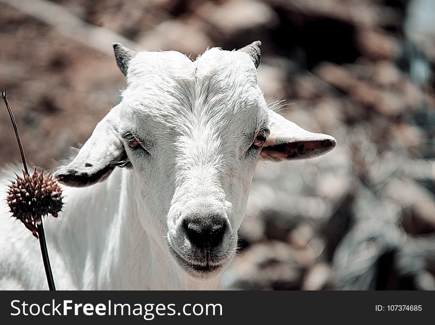 Goats, Fauna, Goat, Cow Goat Family