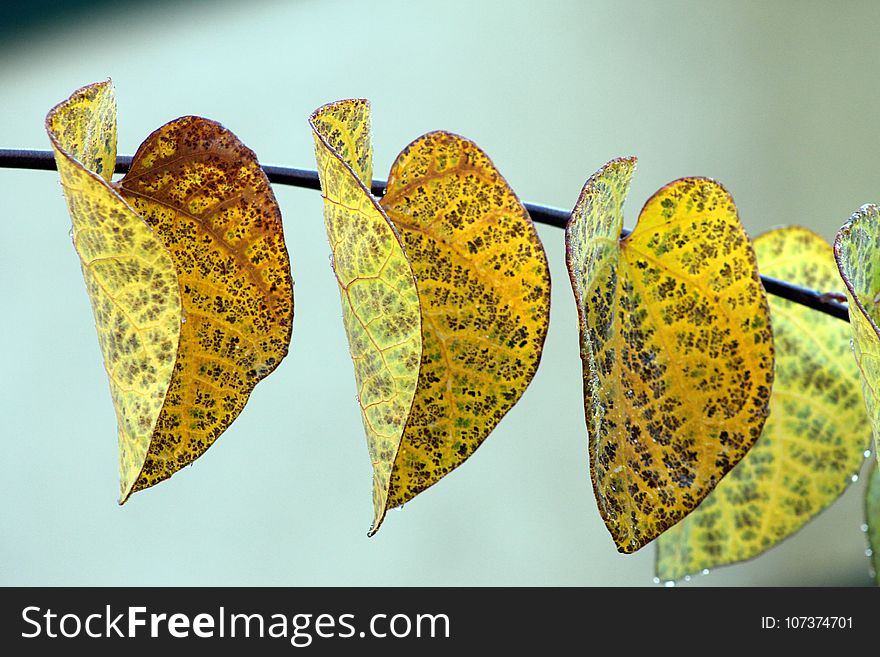 Leaf, Flora, Macro Photography