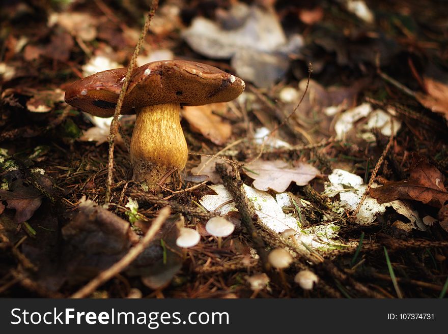 Mushroom, Fungus, Penny Bun, Edible Mushroom