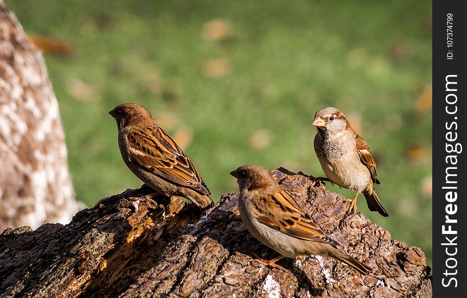 Bird, Sparrow, Fauna, Ecosystem