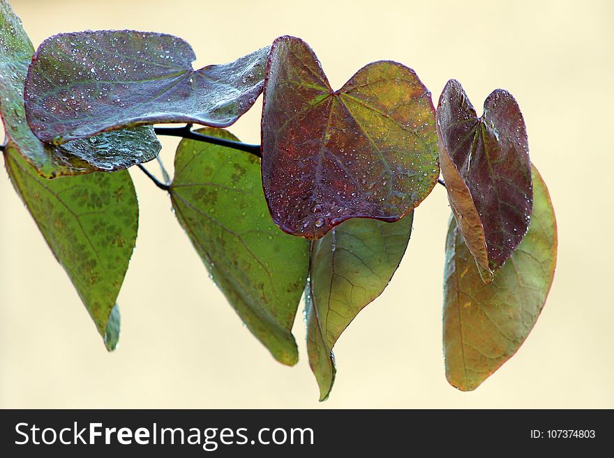 Leaf, Flora, Moths And Butterflies, Insect