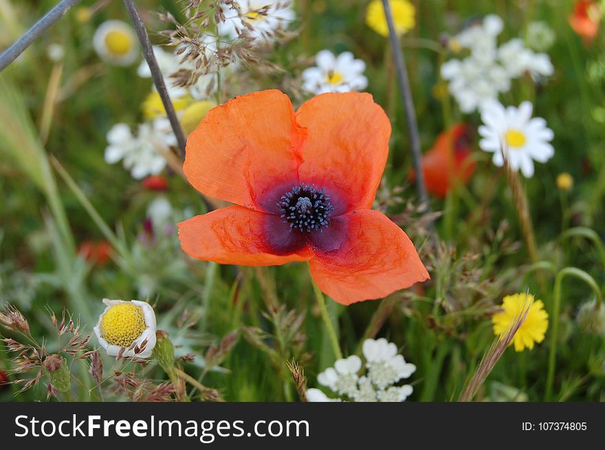 Flower, Wildflower, Poppy, Flowering Plant