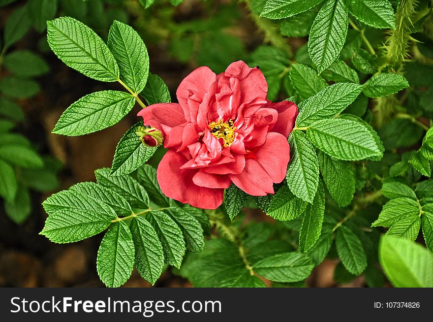 Flower, Rose Family, Plant, Rose