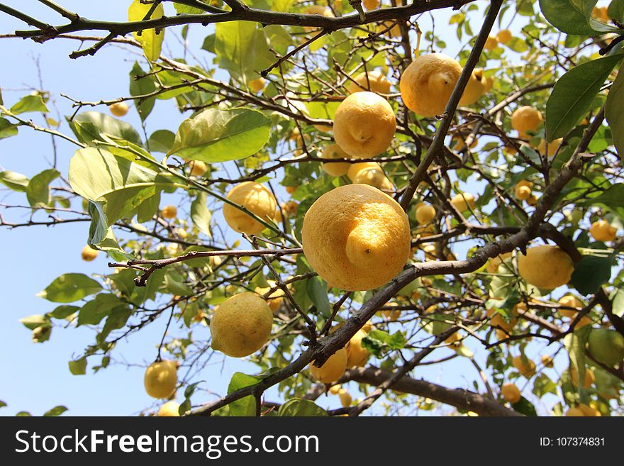 Citrus, Fruit Tree, Fruit, Tree