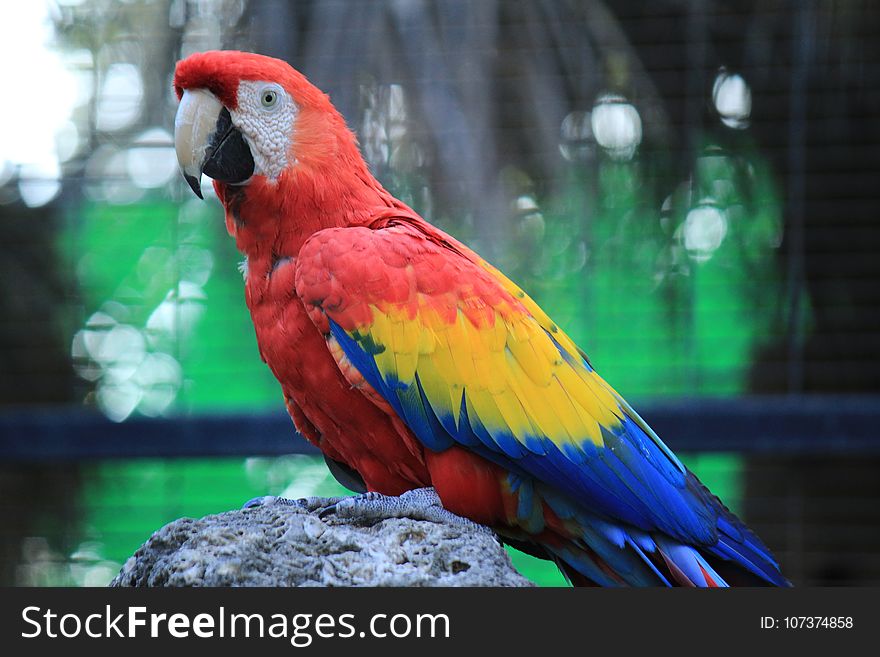 Bird, Parrot, Macaw, Beak