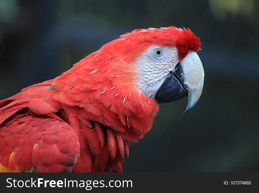 Bird, Beak, Red, Parrot