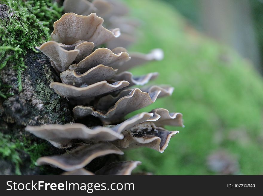 Fungus, Oyster Mushroom, Auriculariaceae, Auriculariales