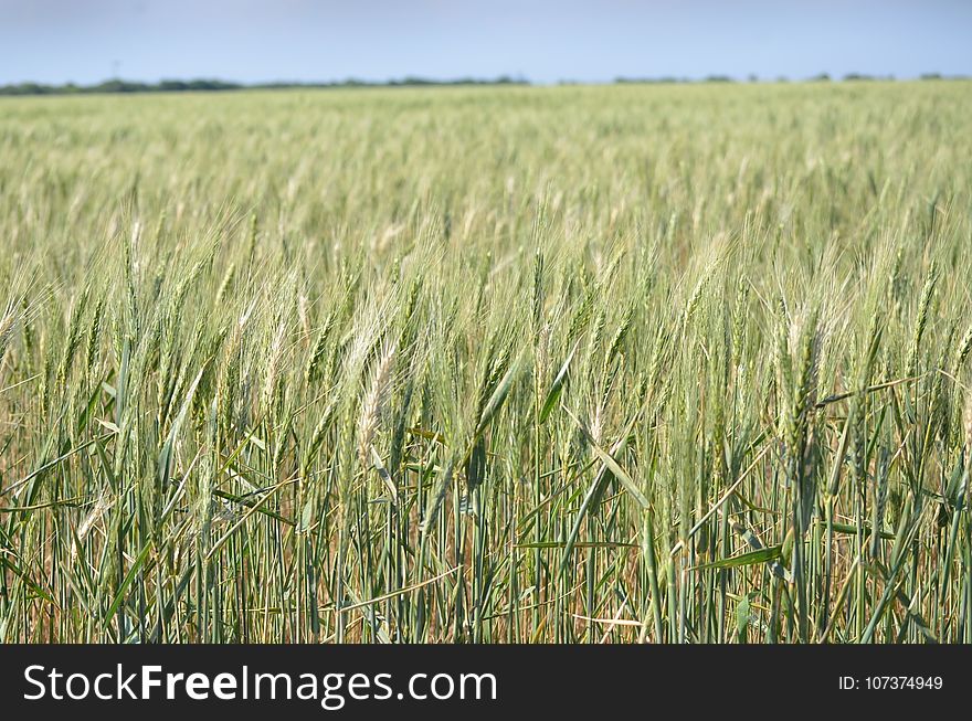 Crop, Food Grain, Field, Triticale