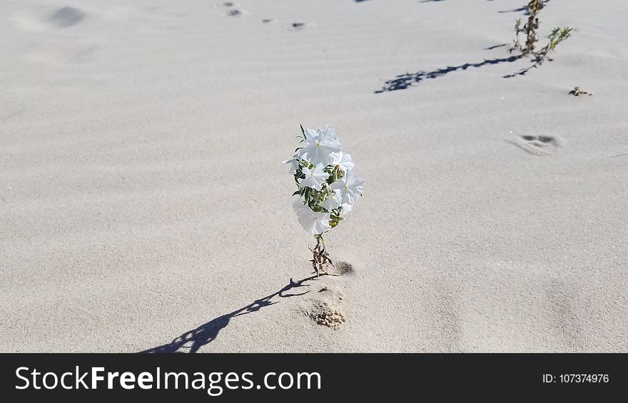 Sand, Branch, Stock Photography, Twig