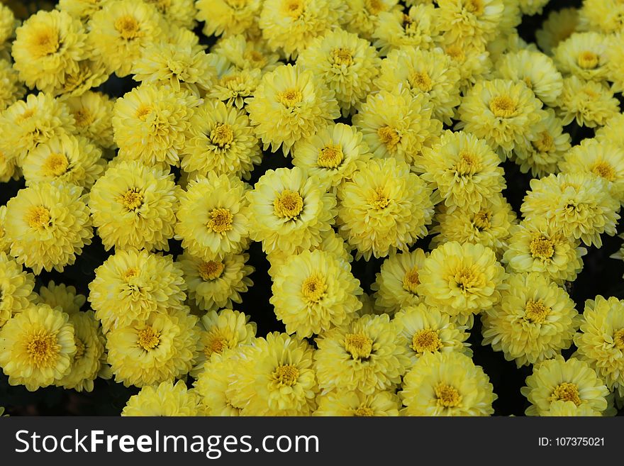 Flower, Yellow, Chrysanths, Flowering Plant