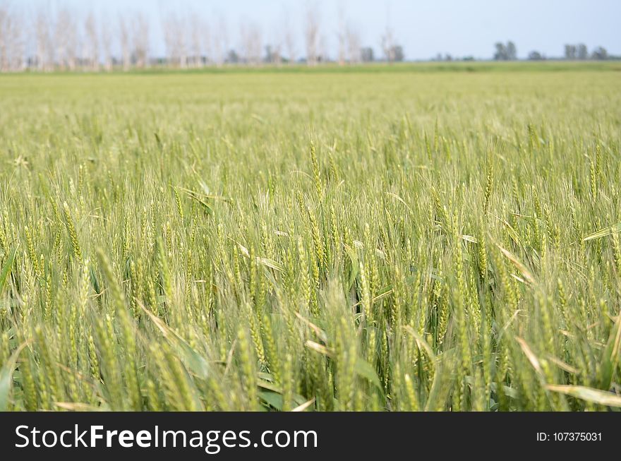 Crop, Field, Ecosystem, Grassland