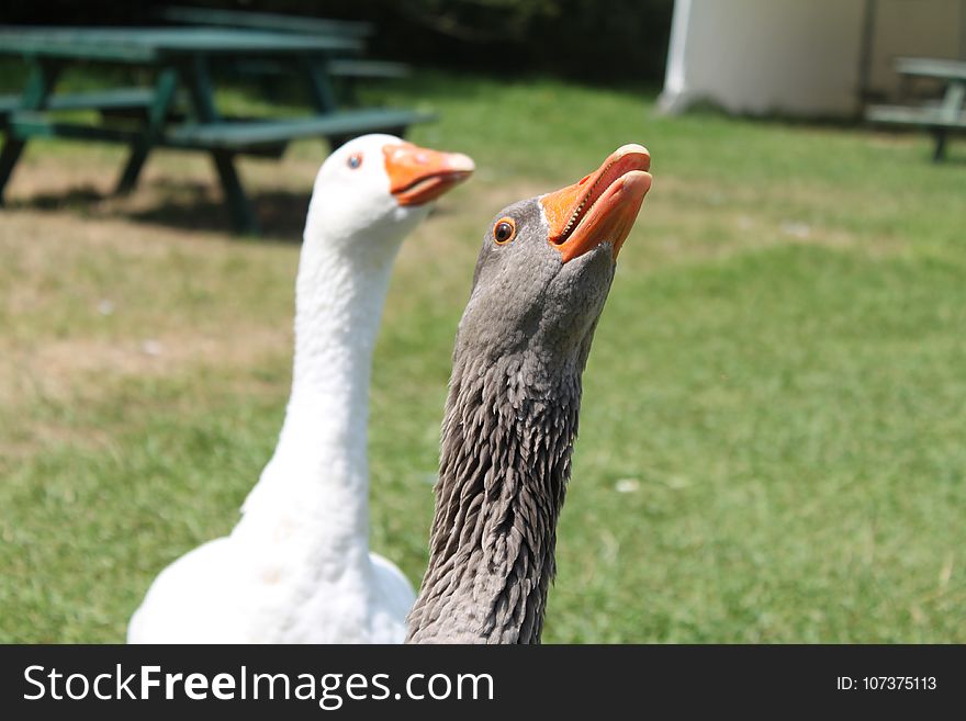 Beak, Bird, Water Bird, Goose