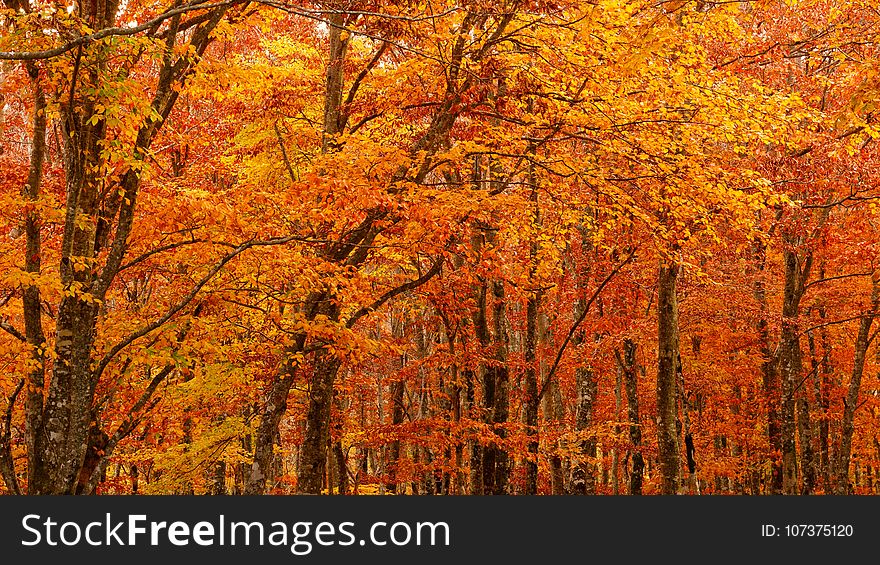 Nature, Autumn, Temperate Broadleaf And Mixed Forest, Ecosystem