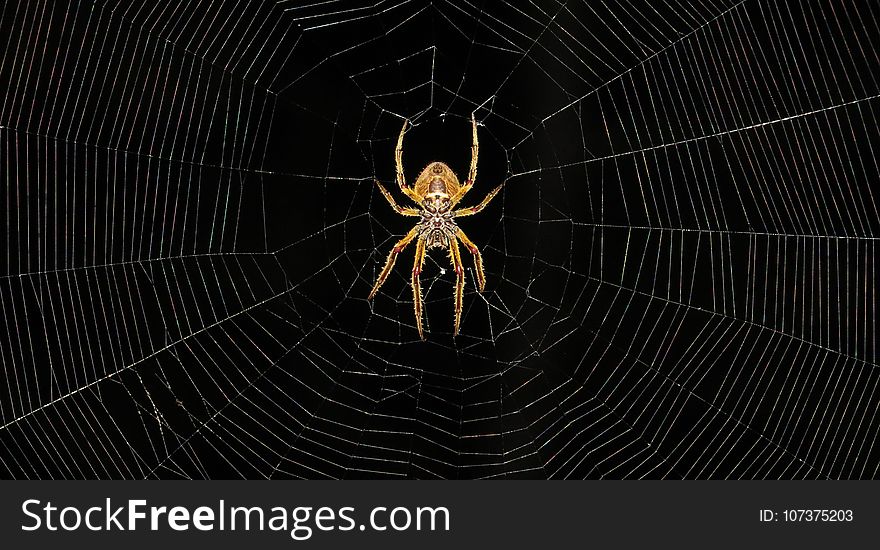 Arachnid, Spider, Spider Web, Invertebrate