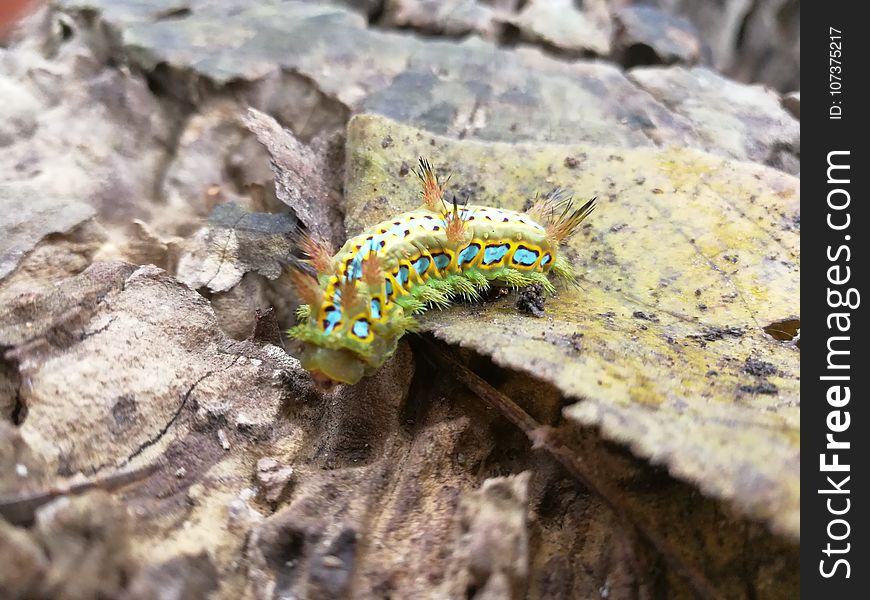 Caterpillar, Larva, Invertebrate, Insect