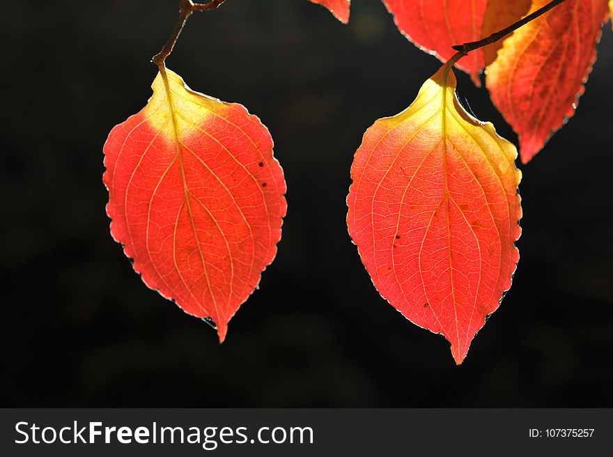 Leaf, Orange, Deciduous, Autumn