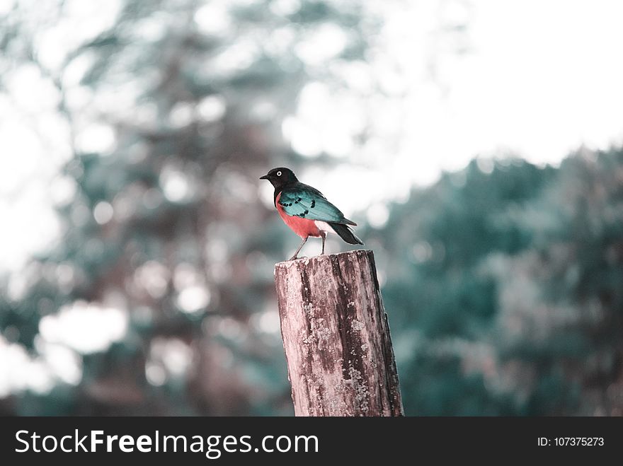 Bird, Fauna, Beak, Tree