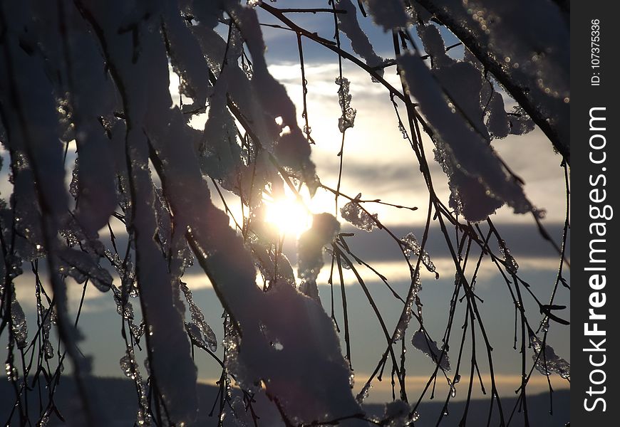 Branch, Sky, Tree, Light