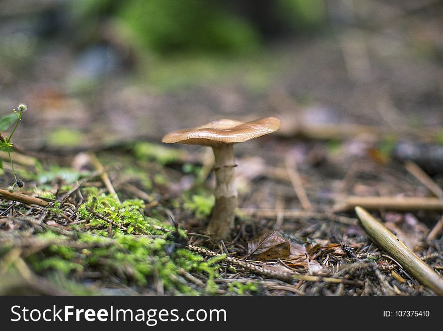Fungus, Mushroom, Penny Bun, Edible Mushroom
