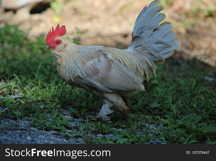 Chicken, Bird, Rooster, Fauna