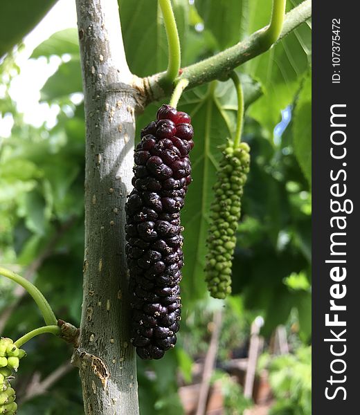 Mulberry, Fruit, Fruit Tree, Plant