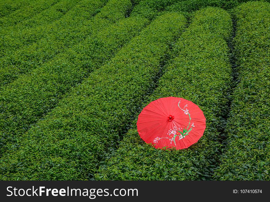 A red umbrella on tea field in Moc Chau, Vietnam. A red umbrella on tea field in Moc Chau, Vietnam.
