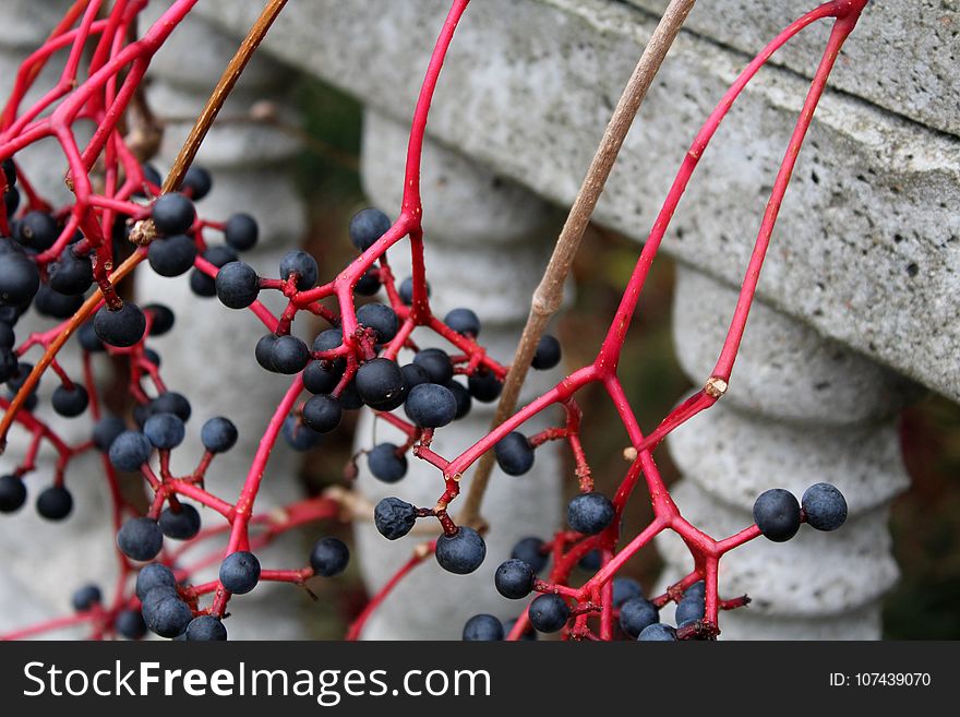 Berry, Close Up, Branch, Twig