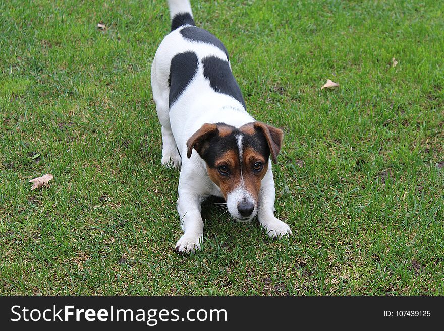 Dog Breed, Dog, Mammal, Jack Russell Terrier
