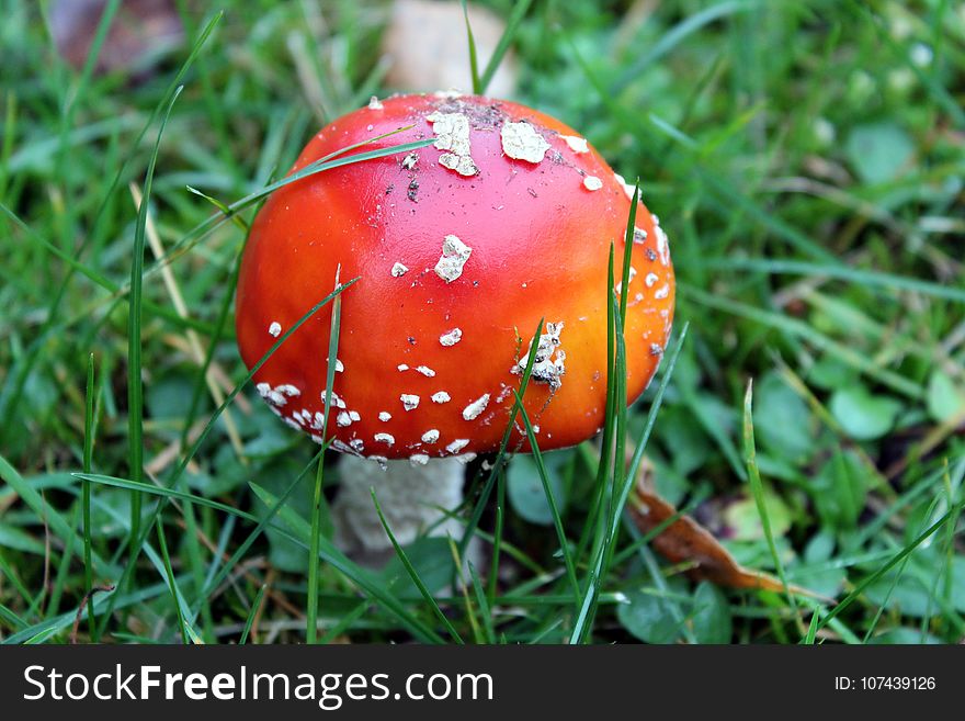 Mushroom, Leaf, Agaric, Grass