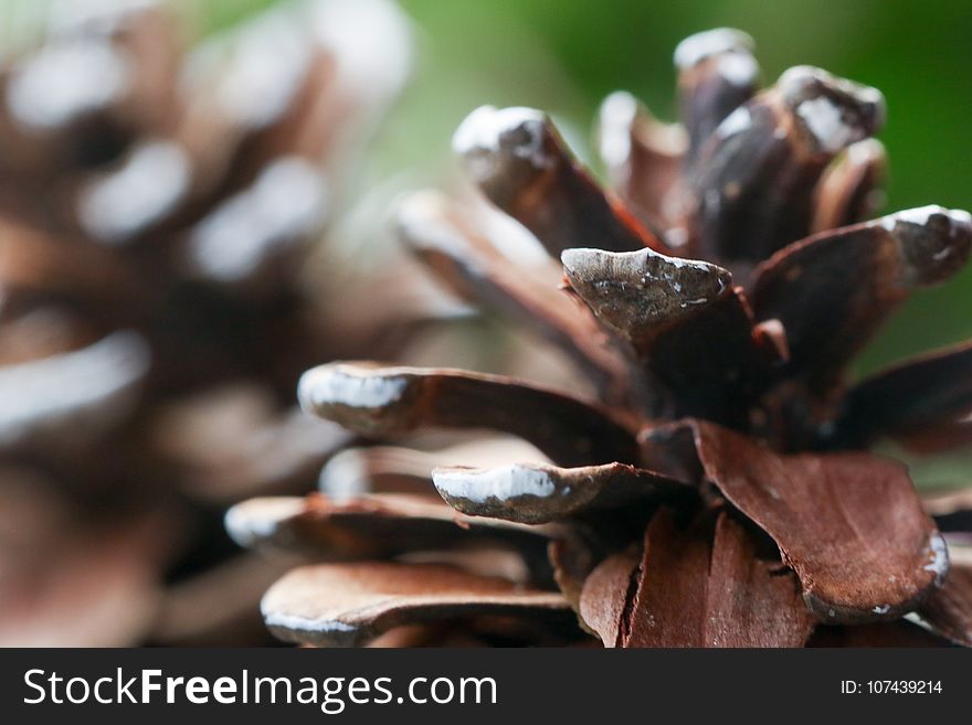 Close Up, Macro Photography, Tree, Mussel