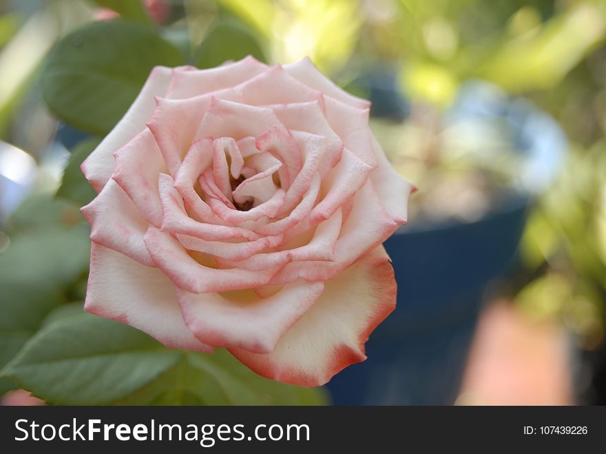 Flower, Rose, Rose Family, Pink