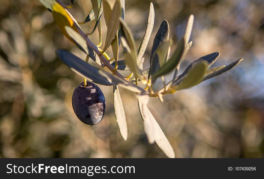 Plant, Flora, Branch, Spring