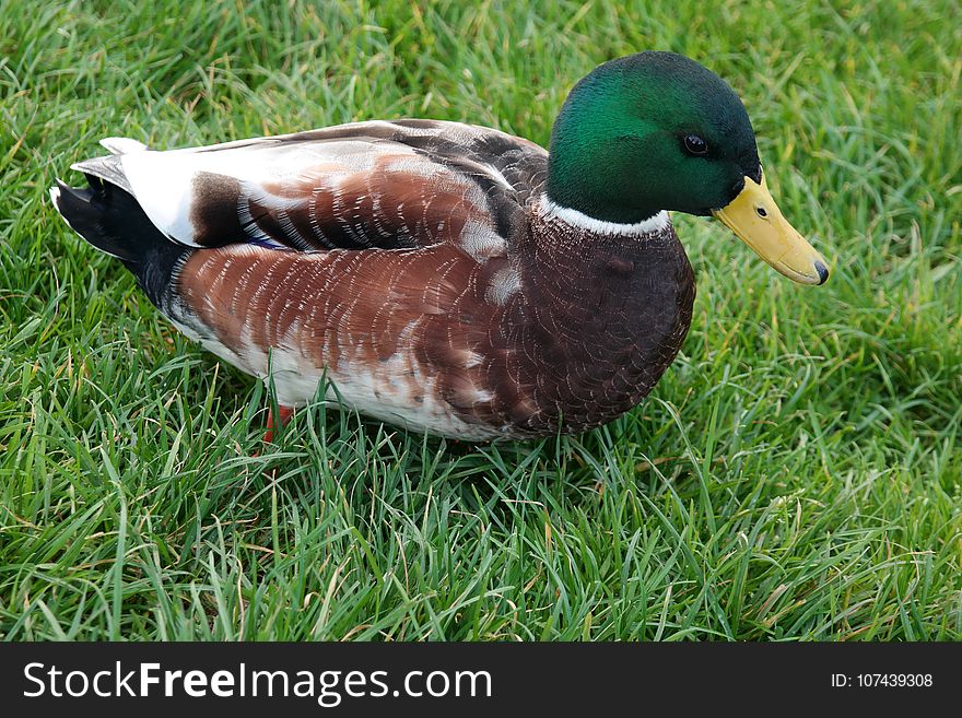 Duck, Bird, Mallard, Fauna