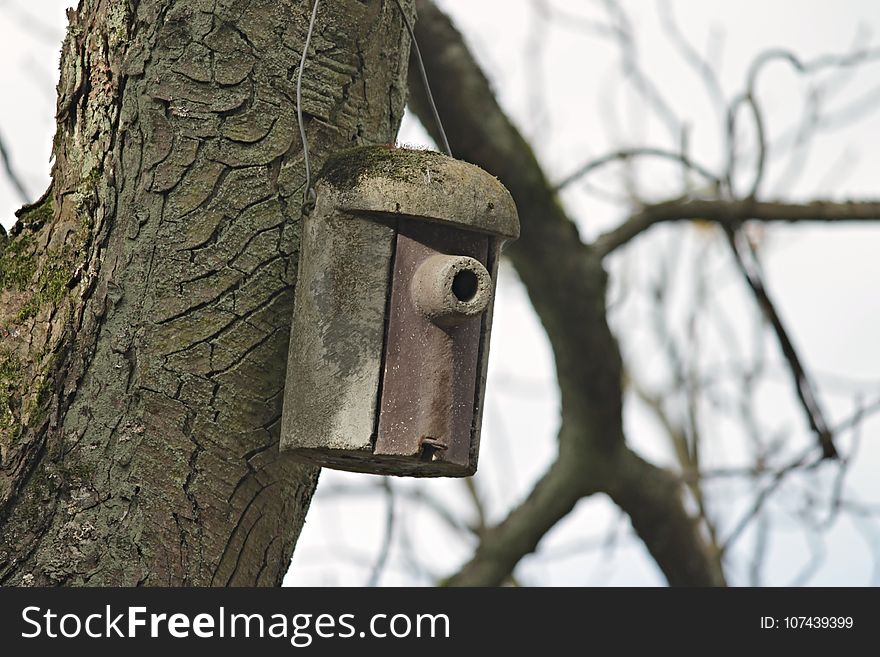 Tree, Trunk, Birdhouse, Wood