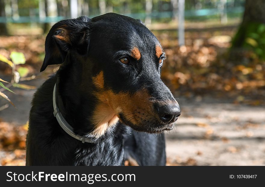 Dog, Dog Breed, Austrian Black And Tan Hound, Dog Like Mammal