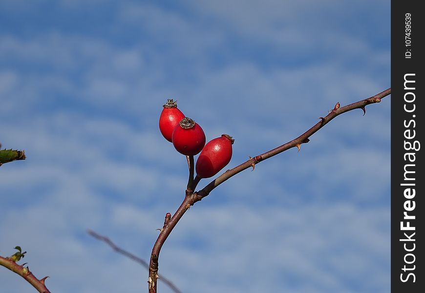 Rose Hip, Sky, Branch, Twig